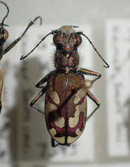 Cicindela lengi