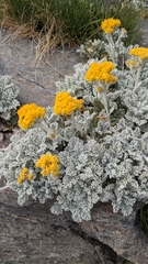 Jacobaea leucophylla
