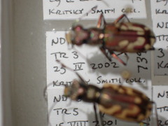 Cicindela lengi