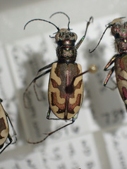 Cicindela lengi