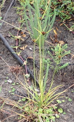 Cyperus polystachyos polystachyos
