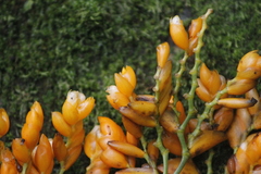 Stromanthe jacquinii