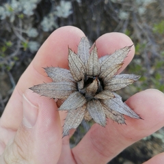 Berkheya cuneata