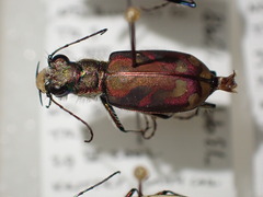 Cicindela lengi
