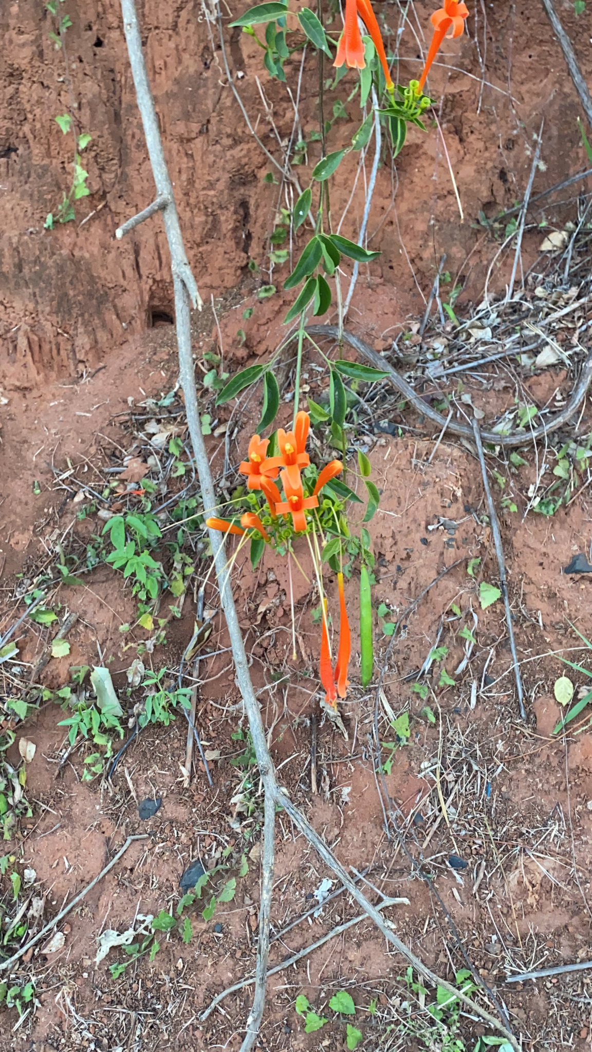 Pyrostegia venusta