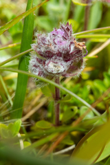 Aceria thomasi