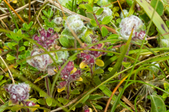 Aceria thomasi