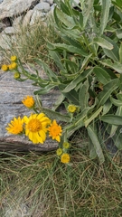 Senecio pyrenaicus