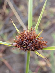 Cyperus polystachyos polystachyos