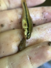 Notropis bifrenatus