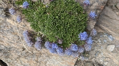Jasione crispa