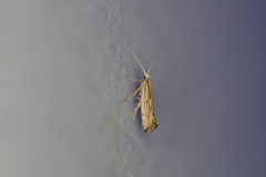 Plutella porrectella