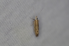 Plutella porrectella