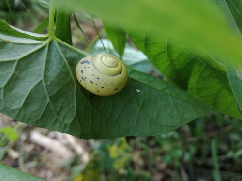 Fruticicola fruticum