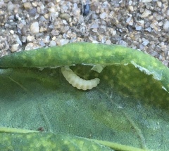 Obolodiplosis robiniae