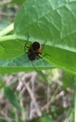 Tropidothorax leucopterus