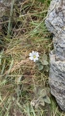 Cerastium pyrenaicum