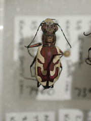 Cicindela lengi