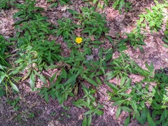 Hieracium paniculatum
