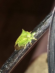 Stictocephala bisonia