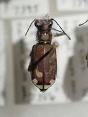 Cicindela lengi