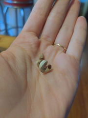 Vermicularia spirata