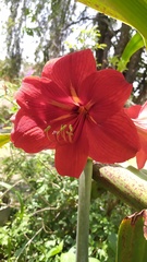 Hippeastrum hybridum