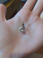 Vermicularia spirata