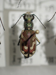 Cicindela lengi