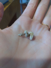 Vermicularia spirata