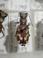 Cicindela lengi