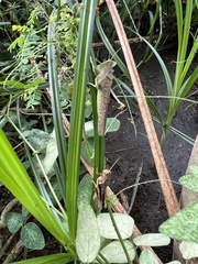 Abracris flavolineata