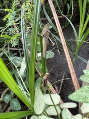 Abracris flavolineata