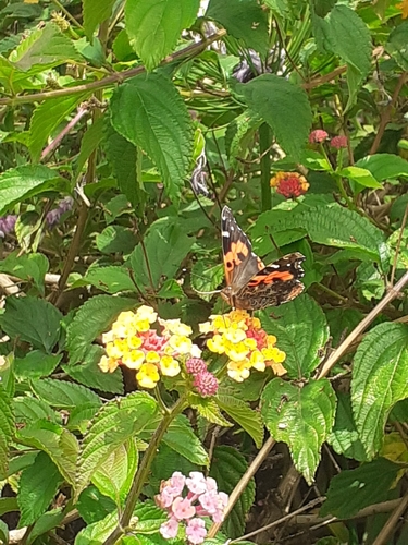 Canary Red Admiral photo 5