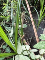 Abracris flavolineata