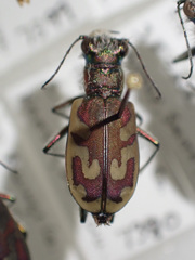 Cicindela lengi