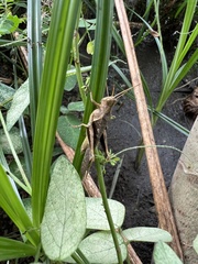 Abracris flavolineata