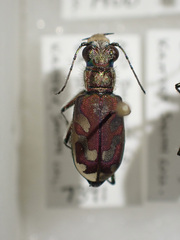 Cicindela lengi