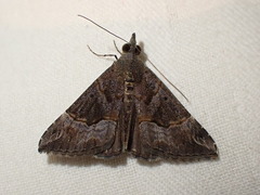 Hypena strigatus