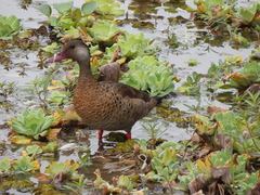 Amazonetta brasiliensis