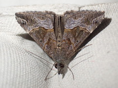 Hypena strigatus