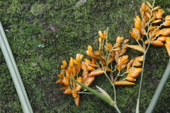 Stromanthe jacquinii