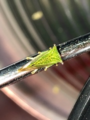 Stictocephala bisonia