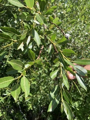 Salix lutea