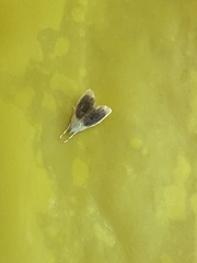 Glaphyria fulminalis