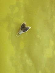 Glaphyria fulminalis