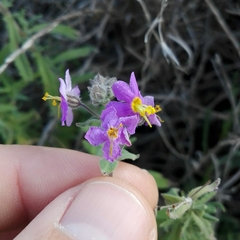 Chaenostoma caeruleum