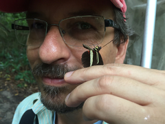 Heliconius erato phyllis