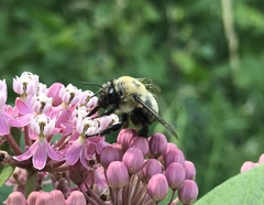 Anthophora bomboides