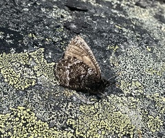 Oeneis melissa semidea